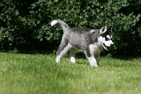 SIBERIAN HUSKY 986